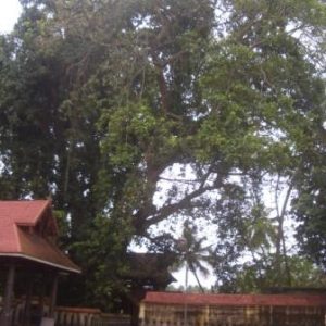 Glückwunsch Karte Shiva Geburtstag, rot, Bohdi-Baum